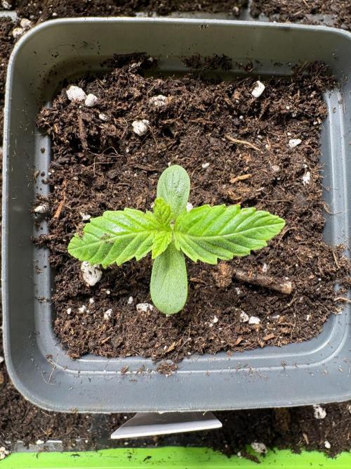 Northern Light Auto. Week 1 - Der besagte nachzügler
#3