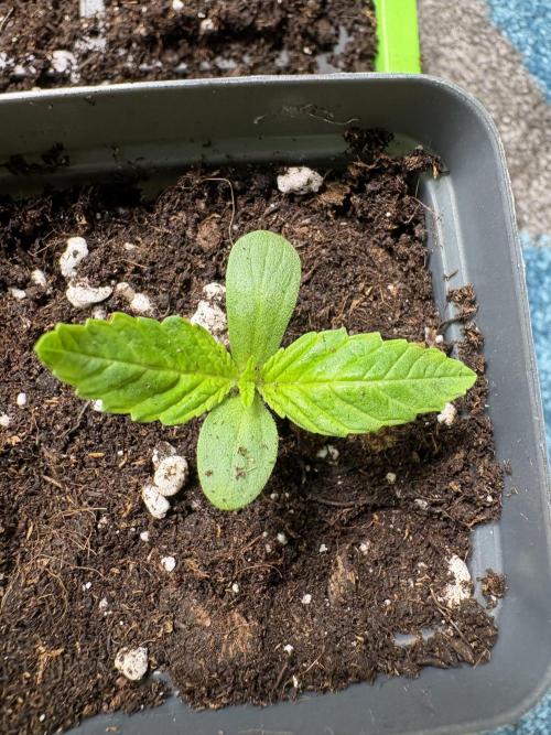 Northern Light Auto. Week 1 - #2