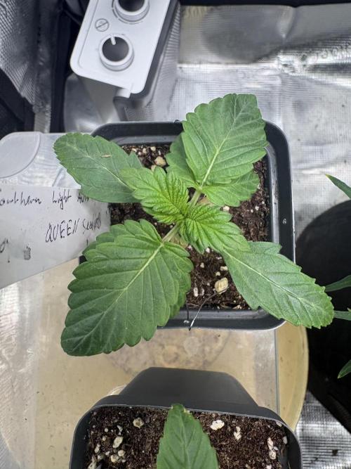 Northern Light Auto. Week 2 - #3 aka der Nachzügler