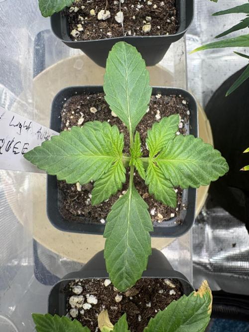 Northern Light Auto. Week 2 - #1