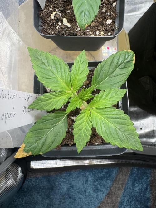 Northern Light Auto. Week 2 - #2