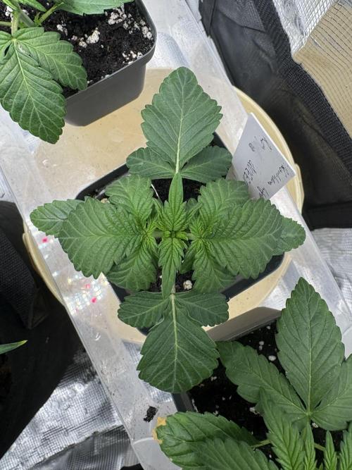 Northern Light Auto. Week 2 - 1