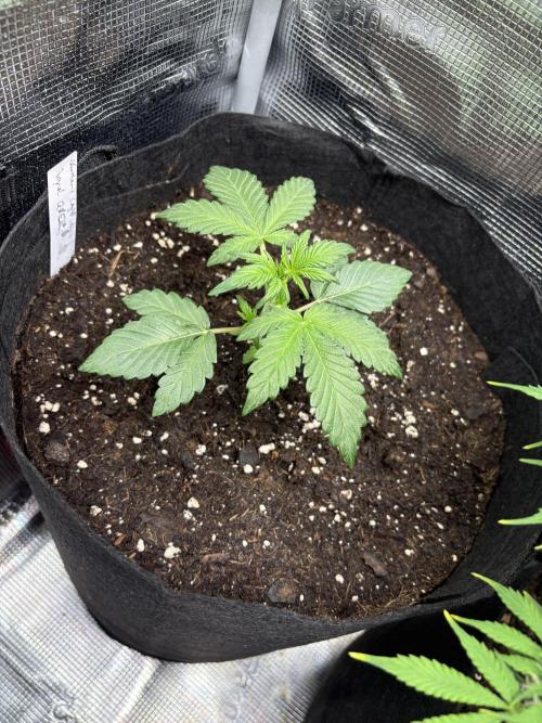 Northern Light Auto. Week 3