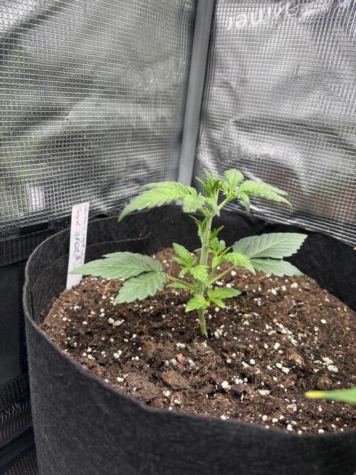 Northern Light Auto. Week 3