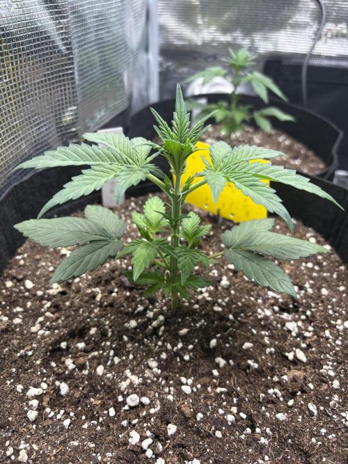 Northern Light Auto. Week 3