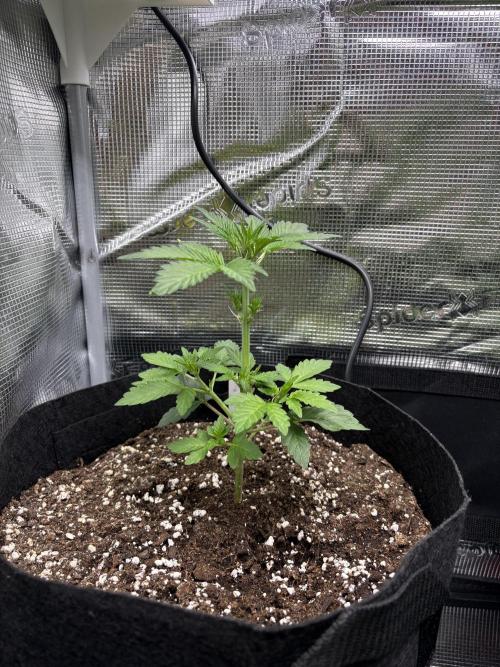 Northern Light Auto. Week 4