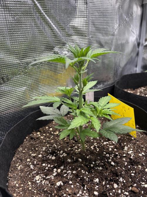 Northern Light Auto. Week 4