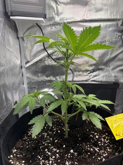 Northern Light Auto. Week 4