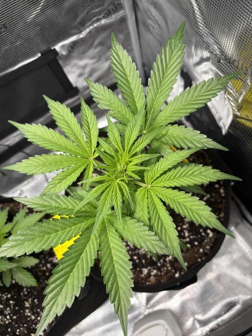 Northern Light Auto. Week 5