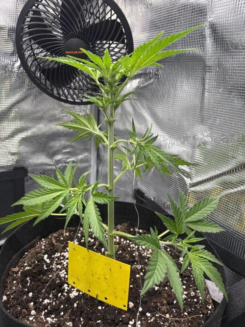 Northern Light Auto. Week 5