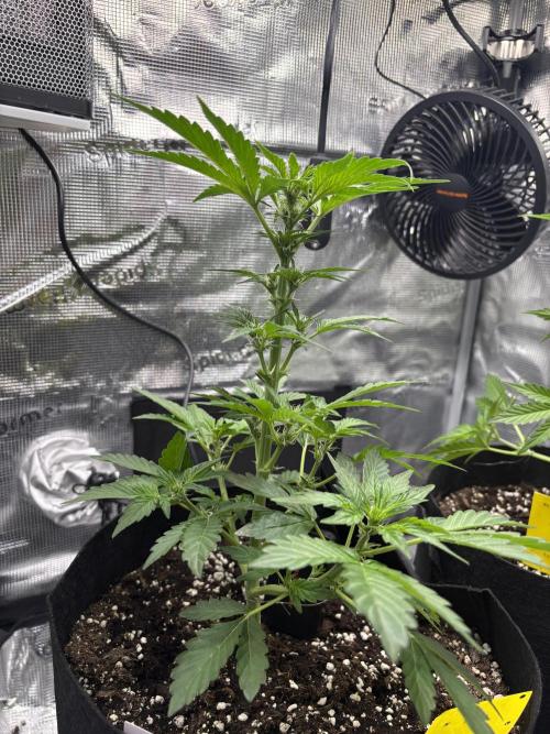 Northern Light Auto. Week 5