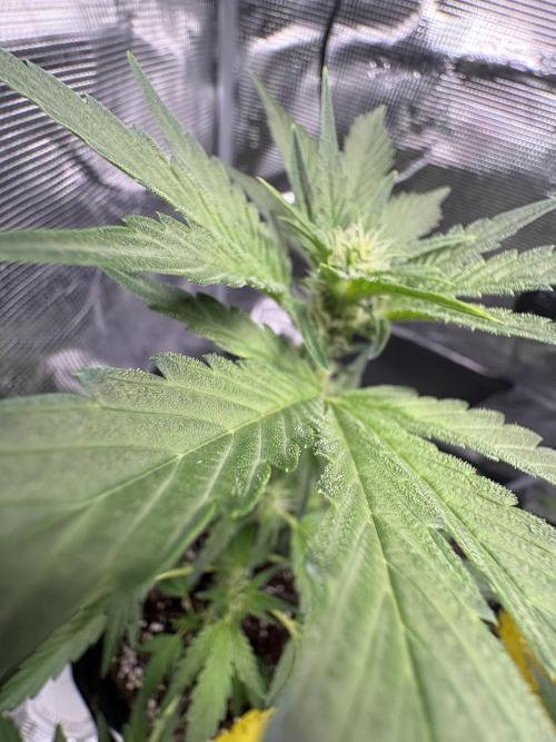 Northern Light Auto. Week 5