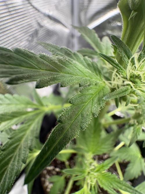 Northern Light Auto. Week 5