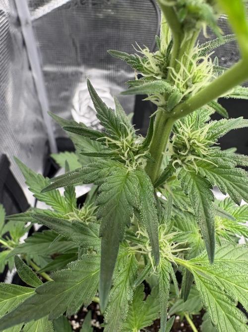 Northern Light Auto. Week 5