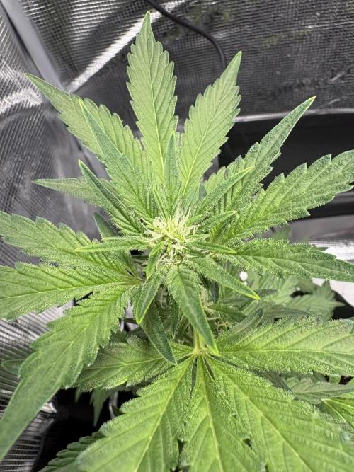 Northern Light Auto. Week 5