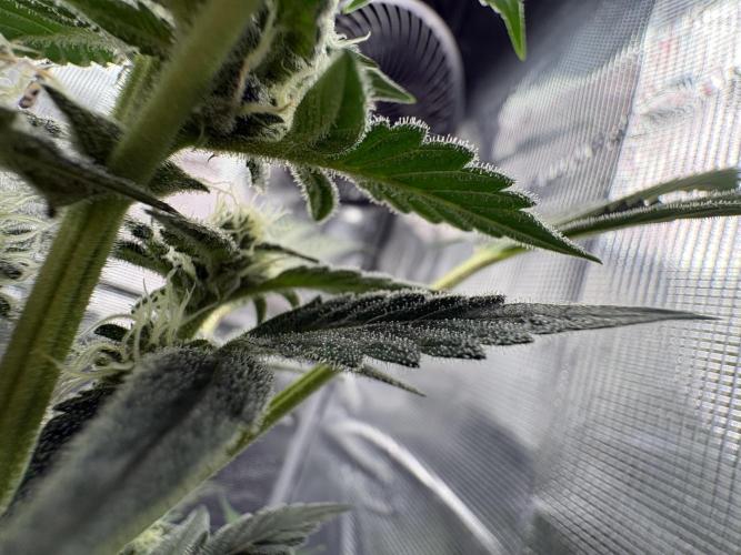 Northern Light Auto. Week 5