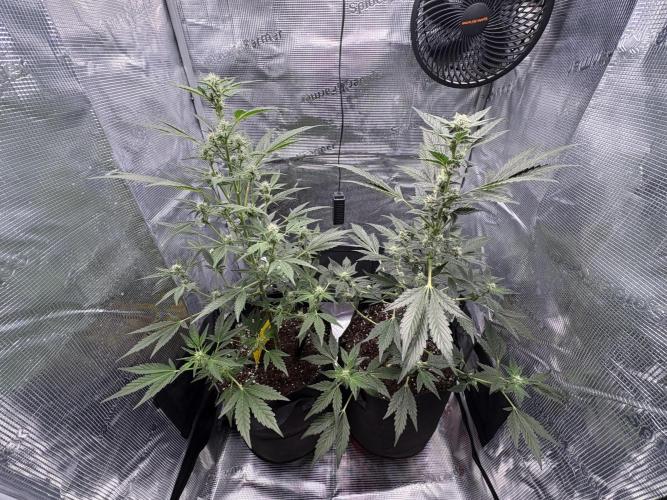 Northern Light Auto. Week 5