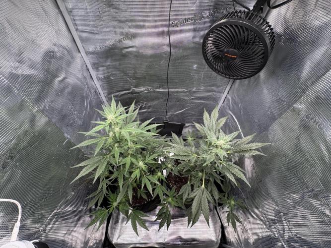 Northern Light Auto. Week 5