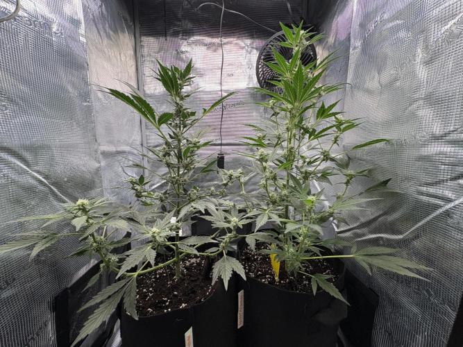 Northern Light Auto. Week 6