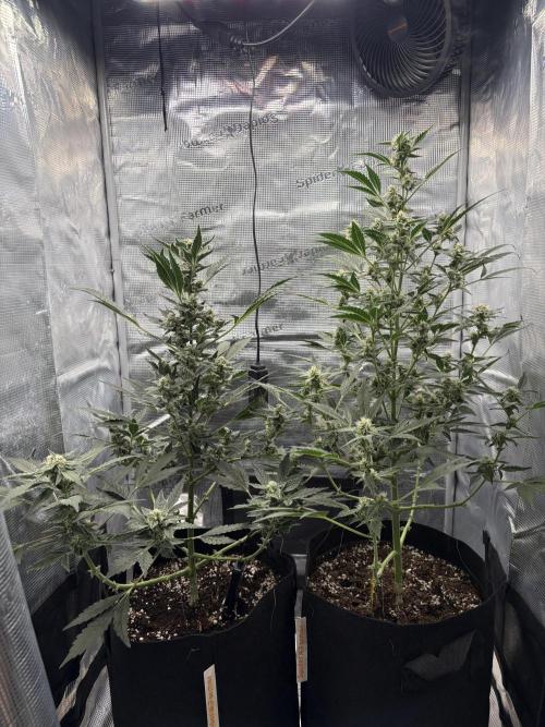 Northern Light Auto. Week 7