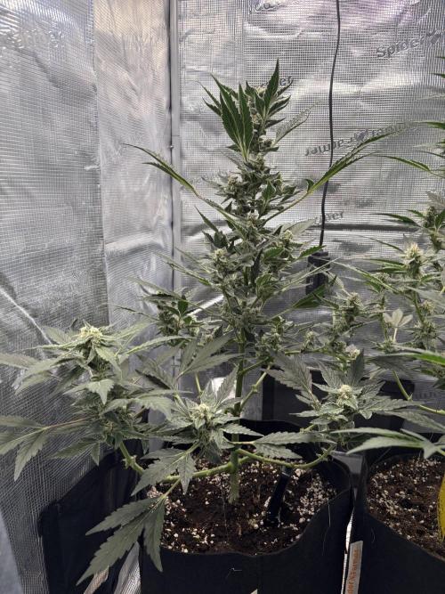 Northern Light Auto. Week 7