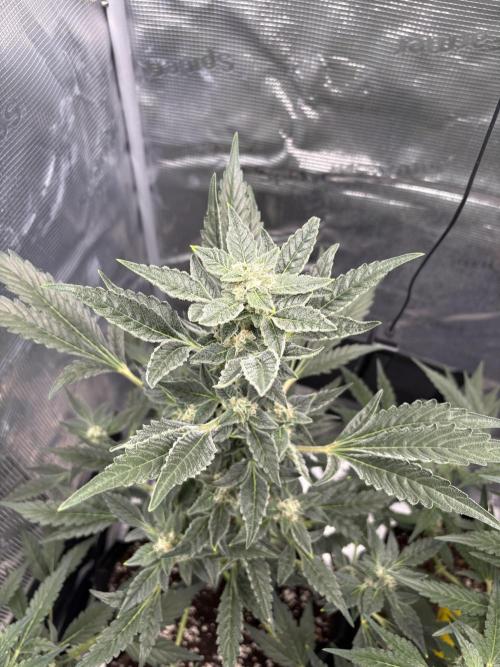 Northern Light Auto. Week 7