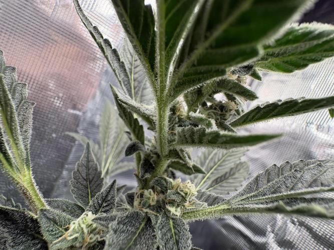 Northern Light Auto. Week 7