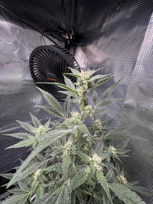 Northern Light Auto. Week 7