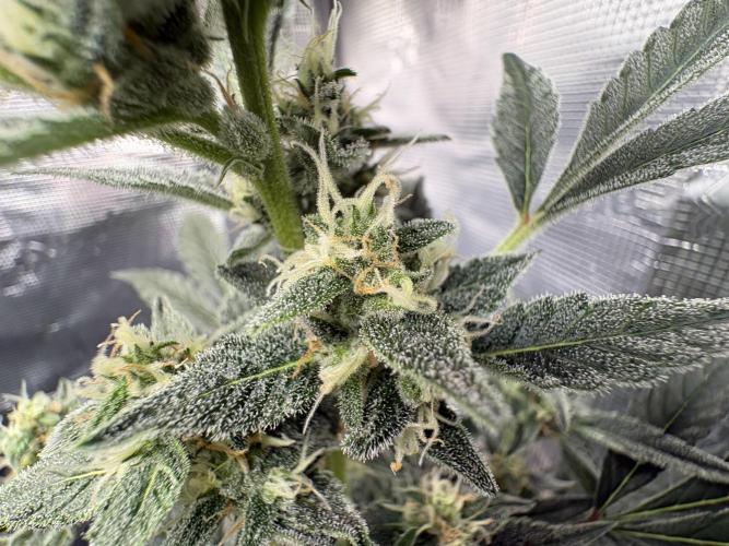 Northern Light Auto. Week 7