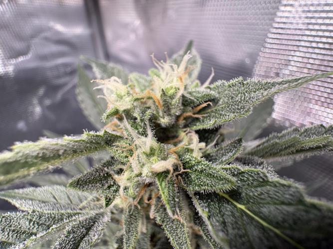 Northern Light Auto. Week 7