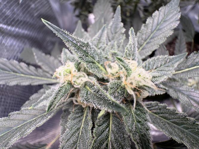 Northern Light Auto. Week 7