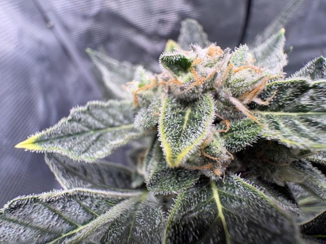 Northern Light Auto. Week 7