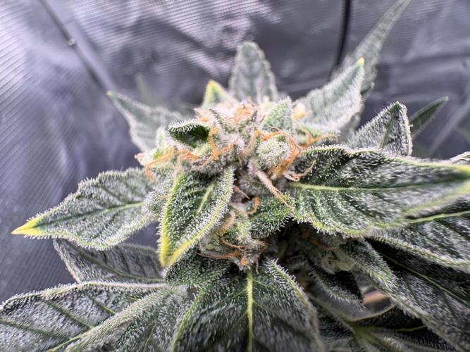 Northern Light Auto. Week 7