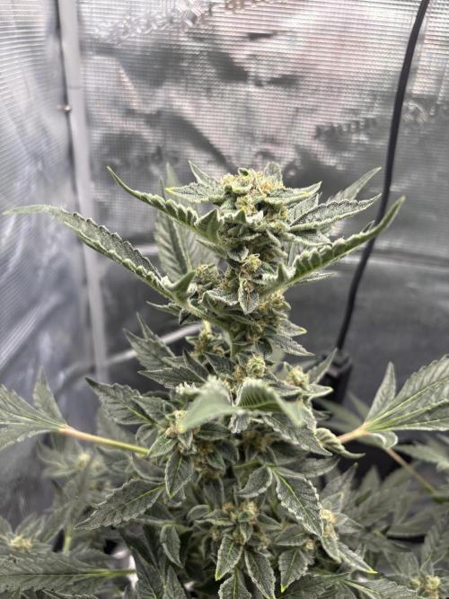 Northern Light Auto. Week 7