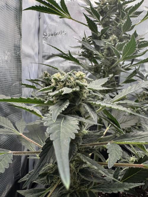 Northern Light Auto. Week 7