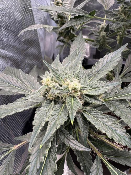 Northern Light Auto. Week 7