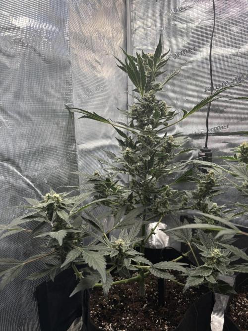 Northern Light Auto. Week 7