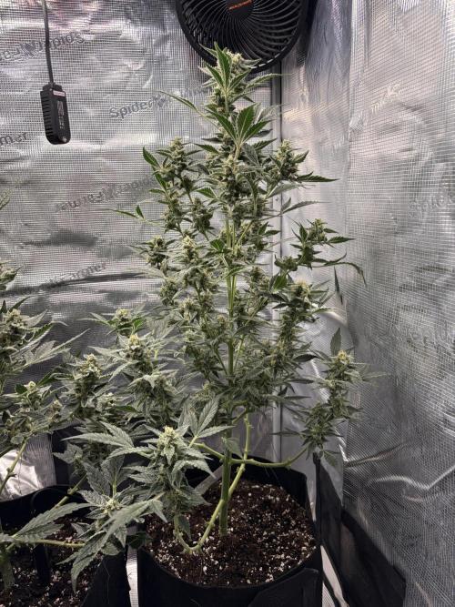 Northern Light Auto. Week 8