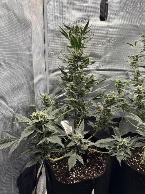 Northern Light Auto. Week 8