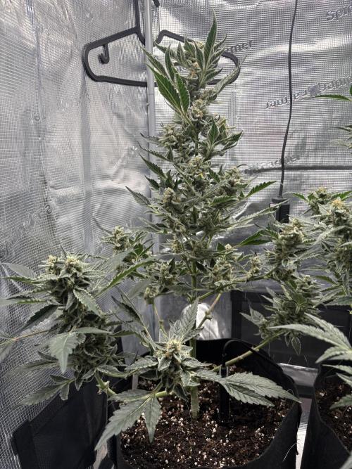 Northern Light Auto. Week 8