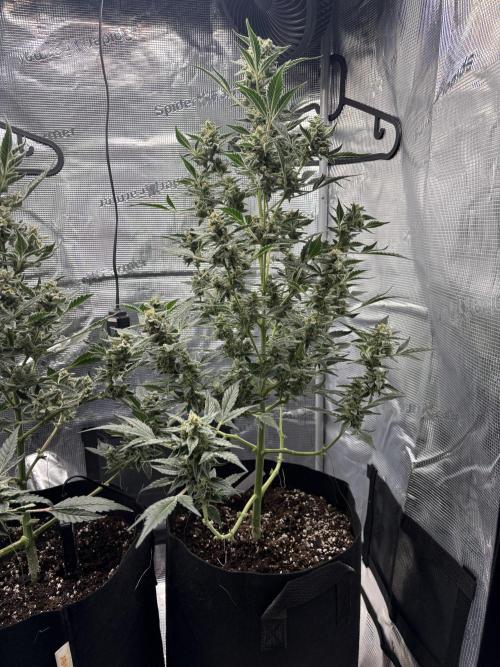 Northern Light Auto. Week 8