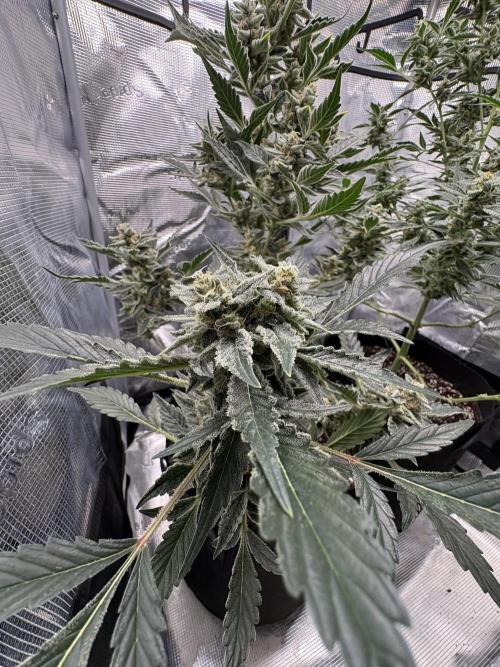 Northern Light Auto. Week 8