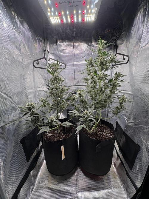 Northern Light Auto. Week 8