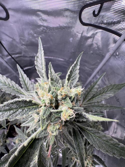 Northern Light Auto. Week 8