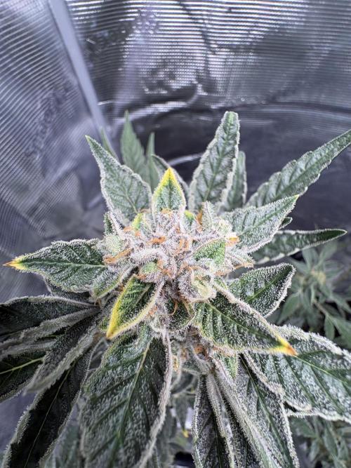 Northern Light Auto. Week 8