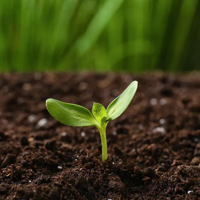 Gushers. Week 0 - Symbolbild Die ersten Orginalbilder gibt es nach erfolgreicher Keimung 