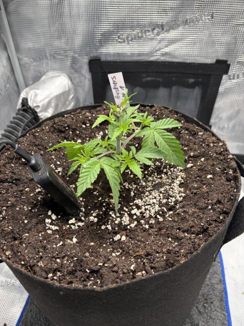Gushers. Week 4