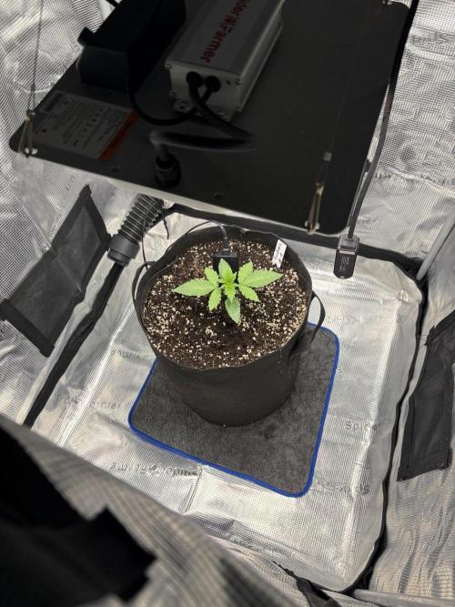 Gushers. Week 4