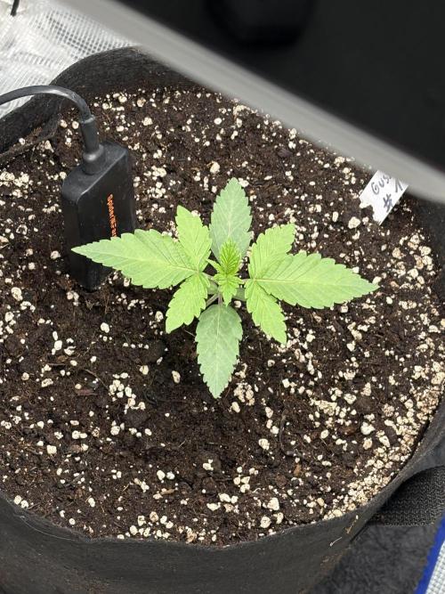 Gushers. Week 4
