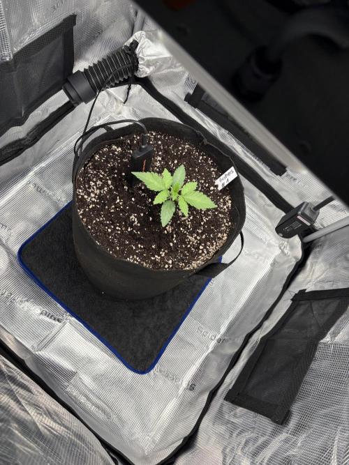 Gushers. Week 4